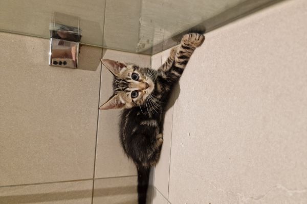 Mix bengal mixbengal1.jpg