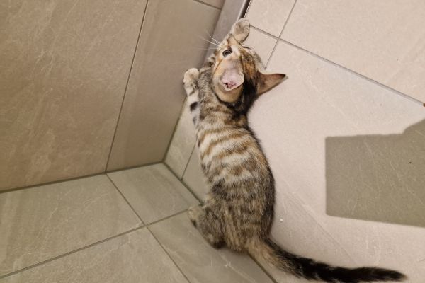 Mix bengal mixbengal12.jpg