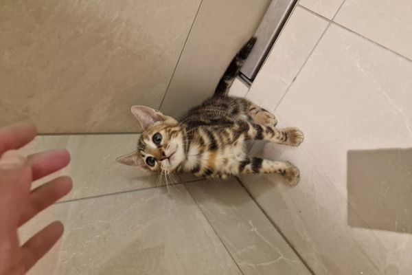 Mix bengal mixbengal12345.jpg