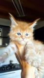 Cuccioli di Maine Coon disponibili CucciolidiMaineCoondisponibili.jpg