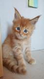 Cuccioli di Maine Coon disponibili CucciolidiMaineCoondisponibili1.jpg