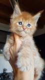 Cuccioli di Maine Coon disponibili CucciolidiMaineCoondisponibili12.jpg