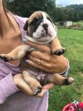 Cuccioli di carlino e bulldog inglese Cucciolidicarlinomantonero-6094e4dae29f2.jpg