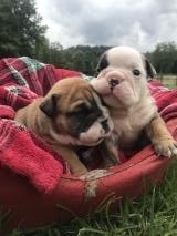 Cuccioli di carlino e bulldog inglese Cucciolidicarlinomantonero-6094e4f6ebe97.jpg