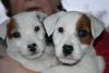 Jack russell terrier cuccioli della verde scozia 405264a.jpg