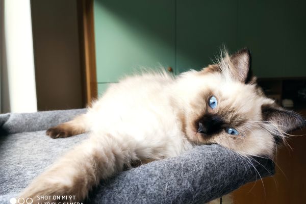 Ragdoll ragdoll-664d6f0ccf8de.jpg