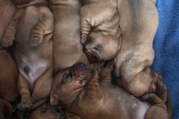 Cuccioli di Bassotto tedesco (taglia standard) 