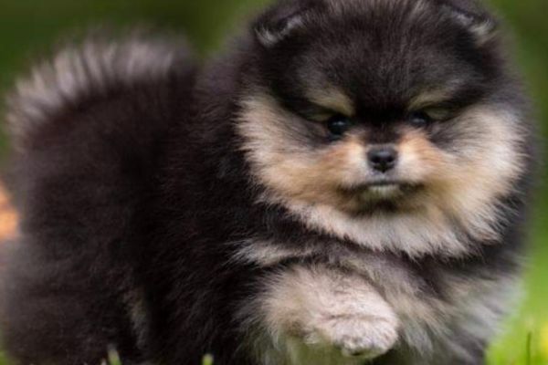 Spitz di Pomerania cuccioli spitzdipomeraniacuccioli123.jpg