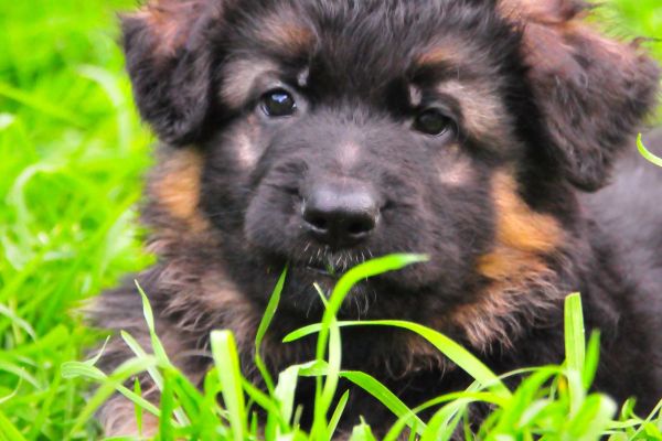 Cuccioli di pastore Tedesco linea bellezza, alta genealogia cucciolidipastoretedescolineab-6627e438d5e4f.jpg