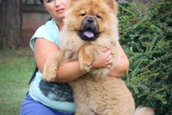 Chow chow cuccioli in vendita chowchowcuccioliinvendita.jpg