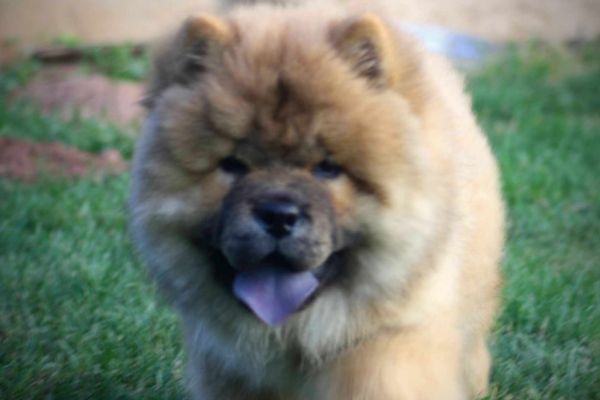 Chow chow cuccioli in vendita chowchowcuccioliinvendita12345.jpg