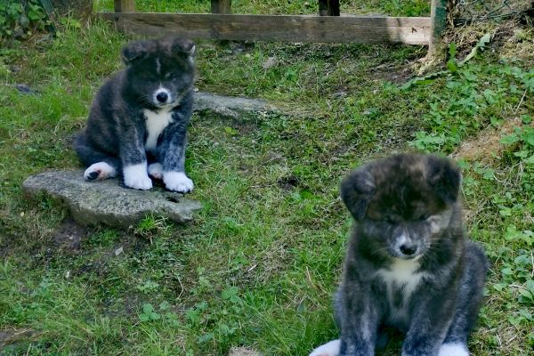 Akita inu pedigree akitainupedigree.jpg