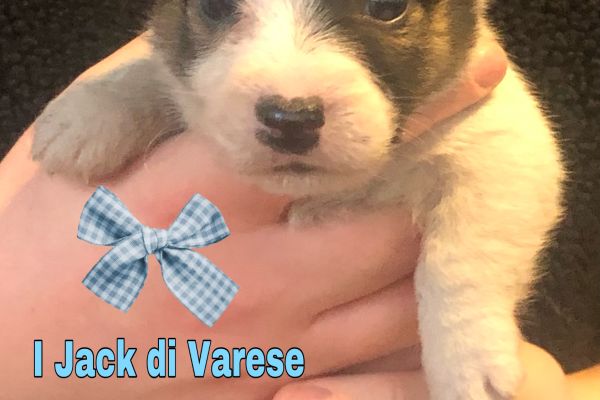 Jack Russell cuccioli Pedigree Enci jackrussellcucciolipedigreeenc1.jpeg