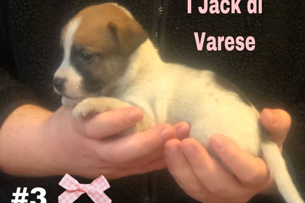 Jack Russell cuccioli Pedigree Enci jackrussellcucciolipedigreeenc123.jpeg