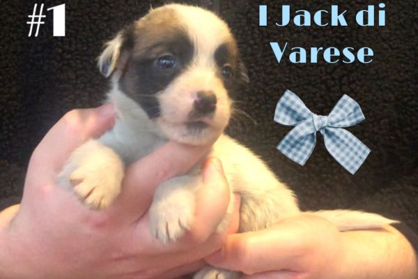 Jack Russell cuccioli Pedigree Enci jackrussellcucciolipedigreeenc123456.jpeg