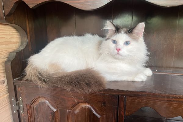 Ragdoll maschio con pedigree da Riproduzione ragdollmaschioconpedigreedarip-68962291786a7.jpeg