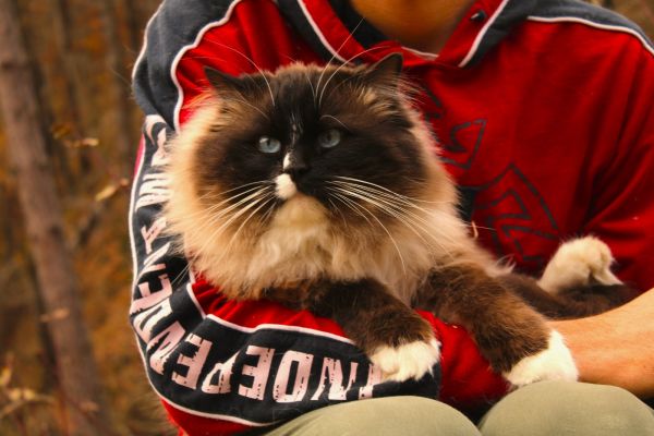 Ragdoll maschio con pedigree show e da breeding. ragdollmaschioconpedigreeshow-67af9288ca744.jpg