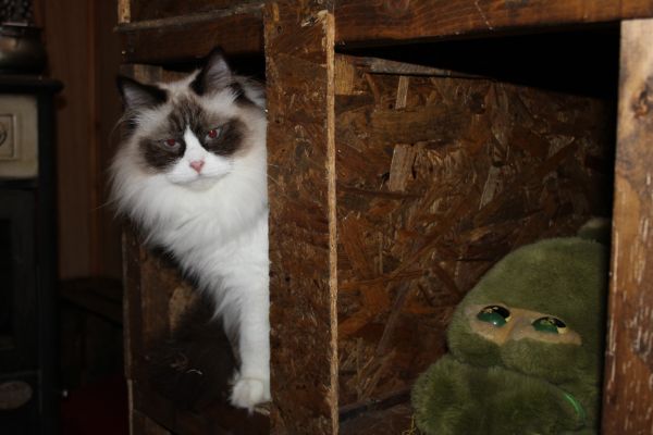 Ragdoll maschio con pedigree show e da breeding. ragdollmaschioconpedigreeshow-67af9291d64a7.jpg