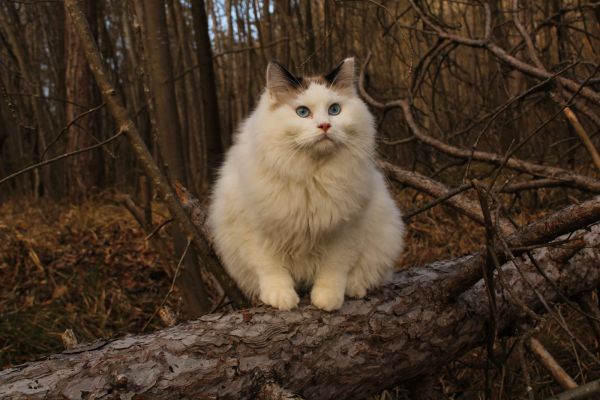 Ragdoll maschio con pedigree show e da breeding. ragdollmaschioconpedigreeshow-67af92976e125.jpg