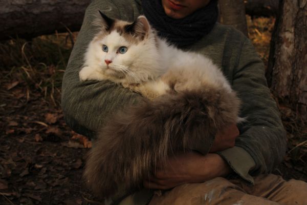 Ragdoll maschio con pedigree show e da breeding. ragdollmaschioconpedigreeshow-67af929d85748.jpg