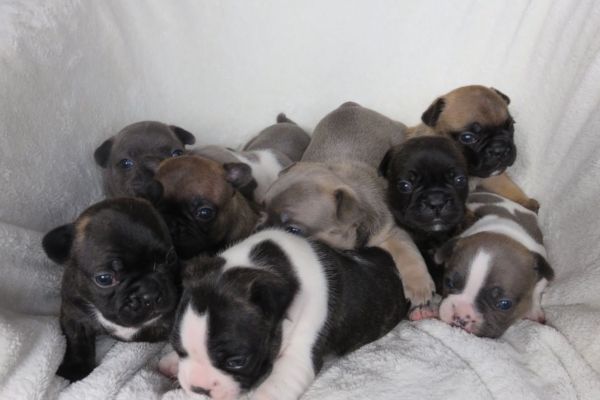 Frencese Bulldog cuccioli frencesebulldogcuccioli.jpg