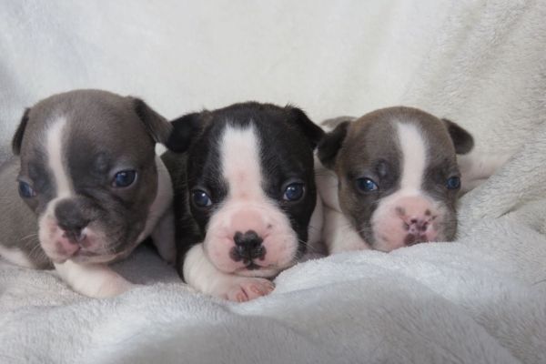 Frencese Bulldog cuccioli frencesebulldogcuccioli1.jpg