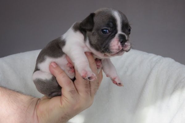 Frencese Bulldog cuccioli frencesebulldogcuccioli12.jpg