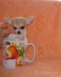 mini chihuahua minichihuahua1.jpg