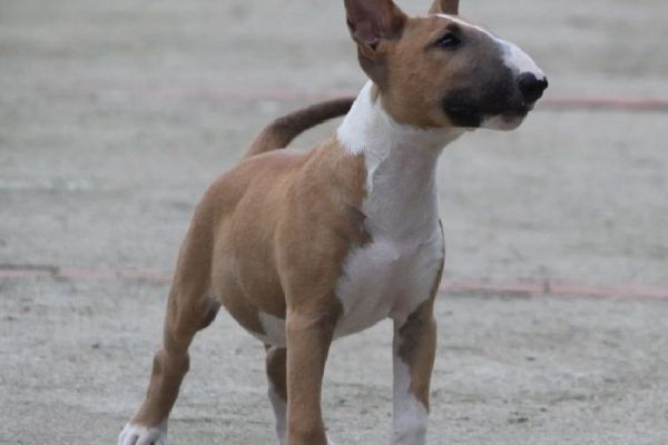 Bull terrier cuccioli in vendita bullterriercuccioliinvendita.jpg