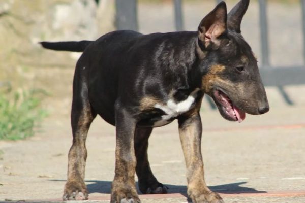 Bull terrier cuccioli in vendita bullterriercuccioliinvendita1234.jpg
