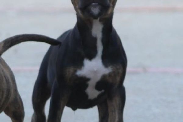 Bull terrier cuccioli in vendita bullterriercuccioliinvendita12345.jpg