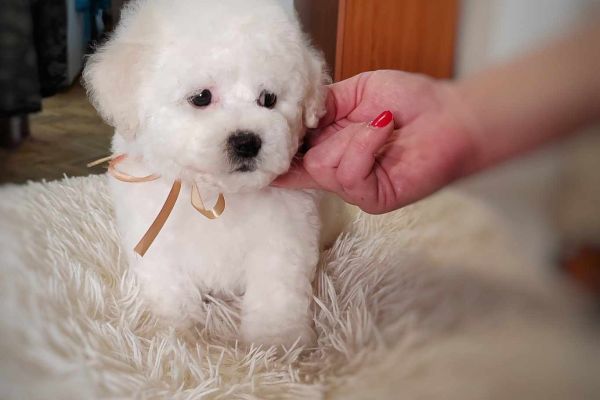 Bichon Frise cucciolo in vendita bichonfrisecuccioloinvendita.jpg