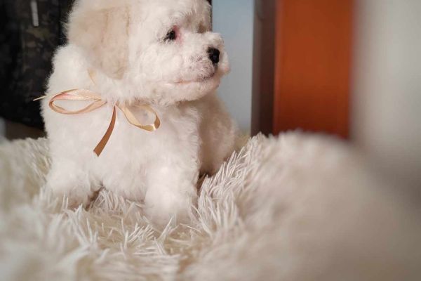 Bichon Frise cucciolo in vendita bichonfrisecuccioloinvendita1234.jpg