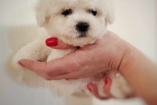 Bichon Frise cucciolo in vendita bichonfrisecuccioloinvendita12345.jpg