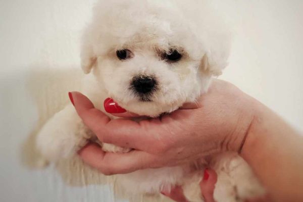 Bichon Frise cucciolo in vendita bichonfrisecuccioloinvendita123456.jpg