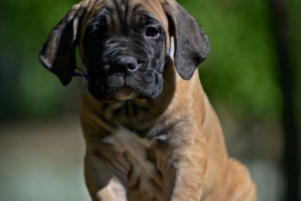 Cane Corso cuccioli canecorsocuccioli.jpg