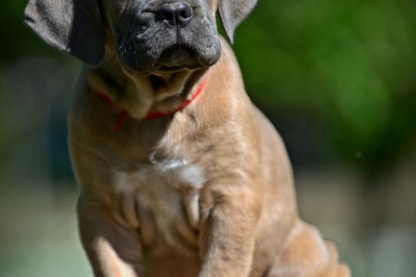 Cane Corso cuccioli canecorsocuccioli12.jpg