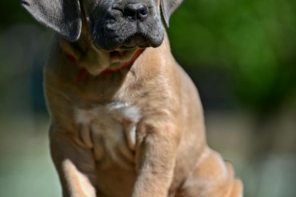 Cane Corso cuccioli canecorsocuccioli123.jpg