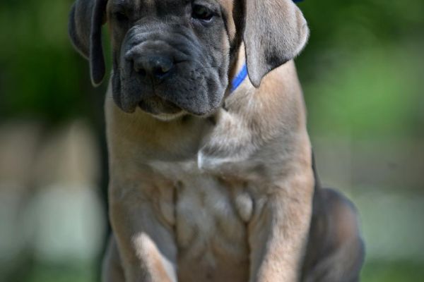 Cane Corso cuccioli canecorsocuccioli1234.jpg