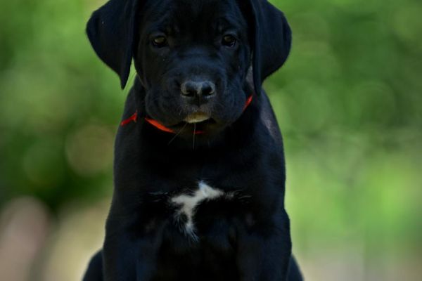 Cane Corso cuccioli canecorsocuccioli123456.jpg