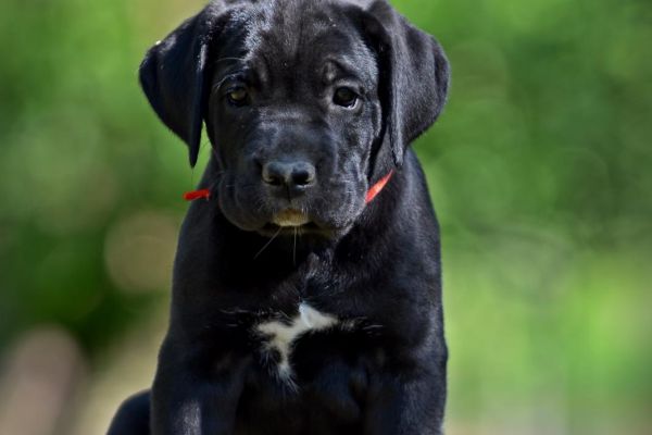 Cane Corso cuccioli canecorsocuccioli1234567.jpg