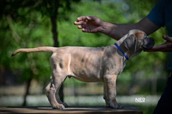 Cane Corso cuccioli canecorsocuccioli12345678.jpg