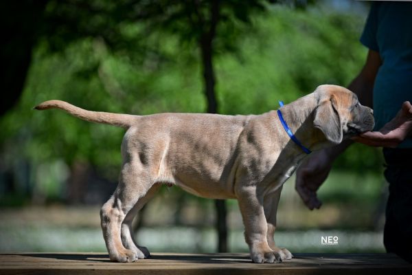 Cane Corso cuccioli canecorsocuccioli123456789.jpg