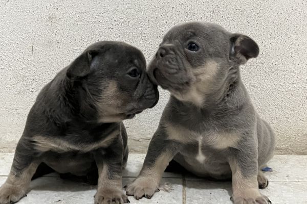 Cuccioli bulldog francese Lilac tan e blu tan cucciolibulldogfranceselilacta.jpeg