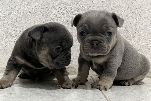 Cuccioli bulldog francese Lilac tan e blu tan cucciolibulldogfranceselilacta1.jpeg