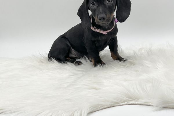 Cuccioli  Bassotto Black cucciolibassottoblack.jpeg