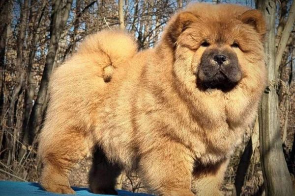 Chow chow cuccioli in vendita chowchowcuccioliinvendita.jpg