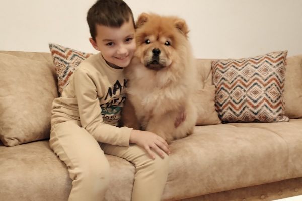 Chow chow cuccioli in vendita chowchowcuccioliinvendita12.jpg