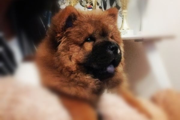 Chow chow cuccioli in vendita chowchowcuccioliinvendita123.jpg