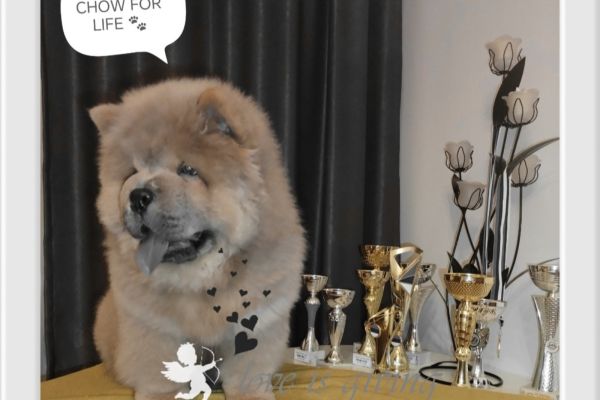 Chow chow cuccioli in vendita chowchowcuccioliinvendita12345.jpg